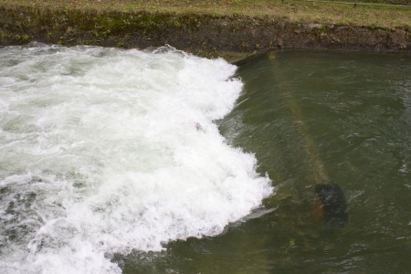 Kanu Freestyle München: Spot Floßlände